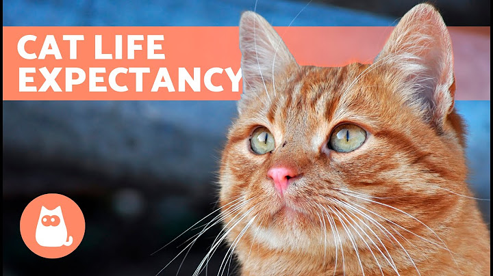 Meddig ÉLnek A MACSKÁK? 🐱 (házi és elvadult macskák várható élettartama)