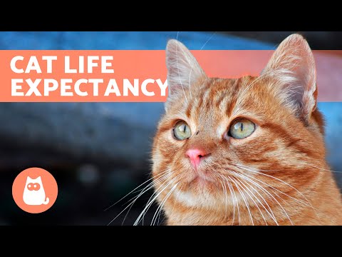 Video: Original Japanese cat names