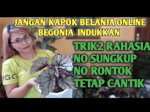 Video: Kesulitan Khusus Dalam Menumbuhkan Begonia