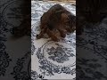 Çilek 🤍At least one disabled cat in every home 😊Even if they are not paralyzed,
