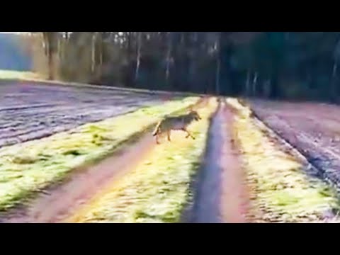 Wolf verfolgt Spaziergängerin in Niedersachsen – Experten bestätigen Echtheit des Videos