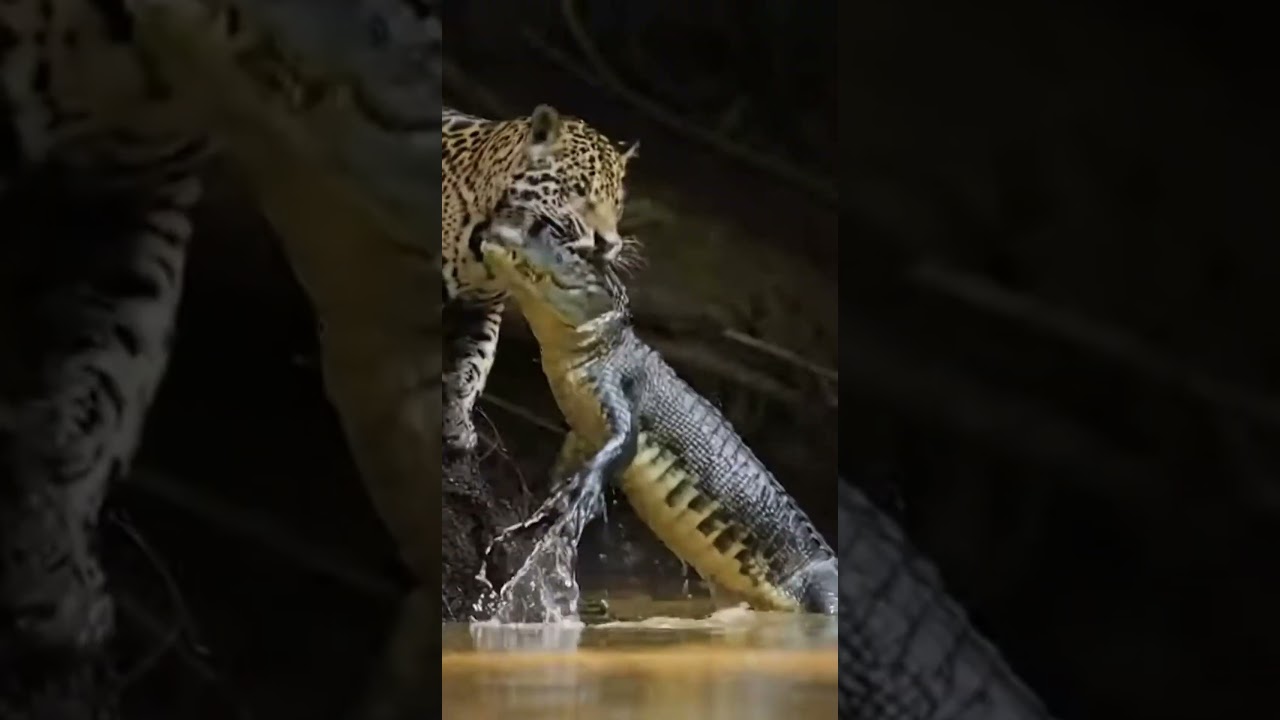 Jaguar Dives in River to Hunt Crocodile 🐆🐊 