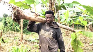 AFRICAN VILLAGE LIFE\/\/PLANTAIN FARMING IN GHANA #africanvillagelife #farming #plantain