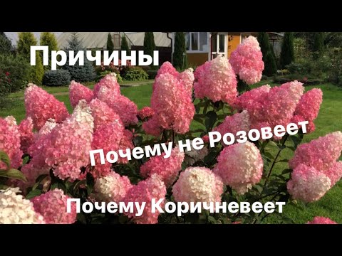 Video: Hydrangea Vanilla Frazi: əkin və qulluq, fotoşəkillər, ölçülər, qışa hazırlıq, rəylər