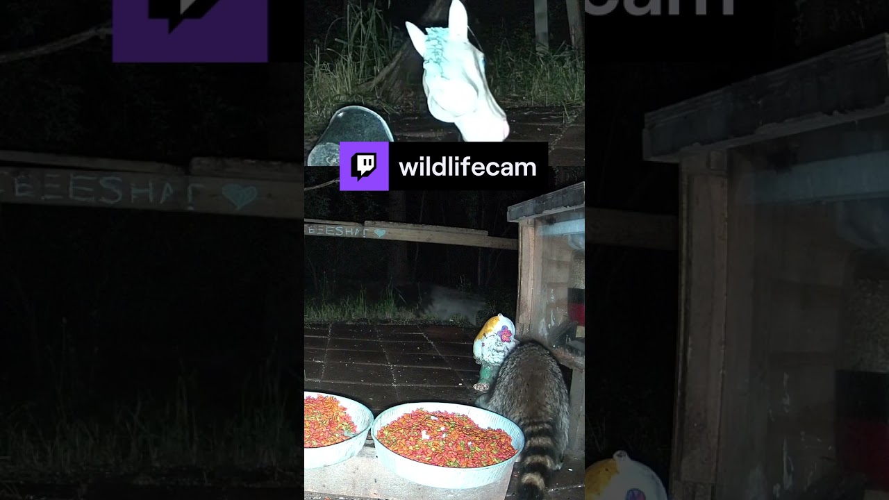 Raccoon fight over some peanuts 