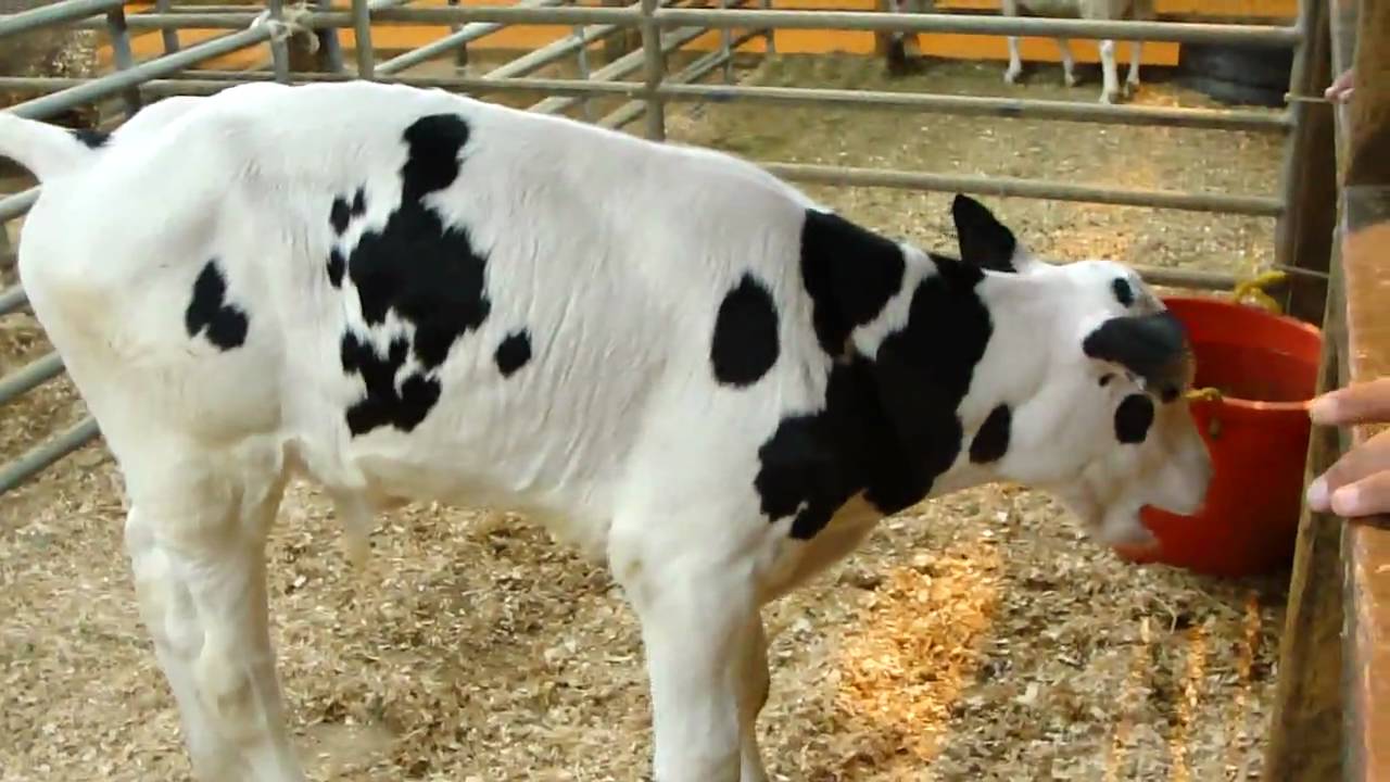 Calf pooping! 子牛がウンチする！ YouTube