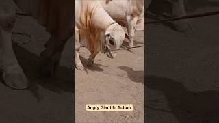 Angry Giant Break His Rope In Bakra Mandi