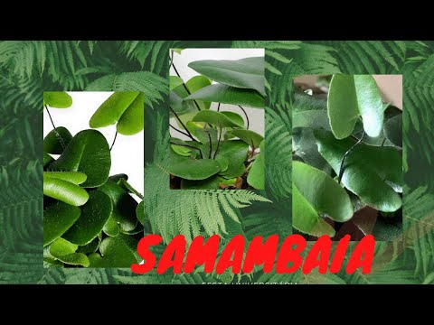 Vídeo: Heart Leaf Samambaia Info - Como cultivar uma planta de casa de samambaia de coração