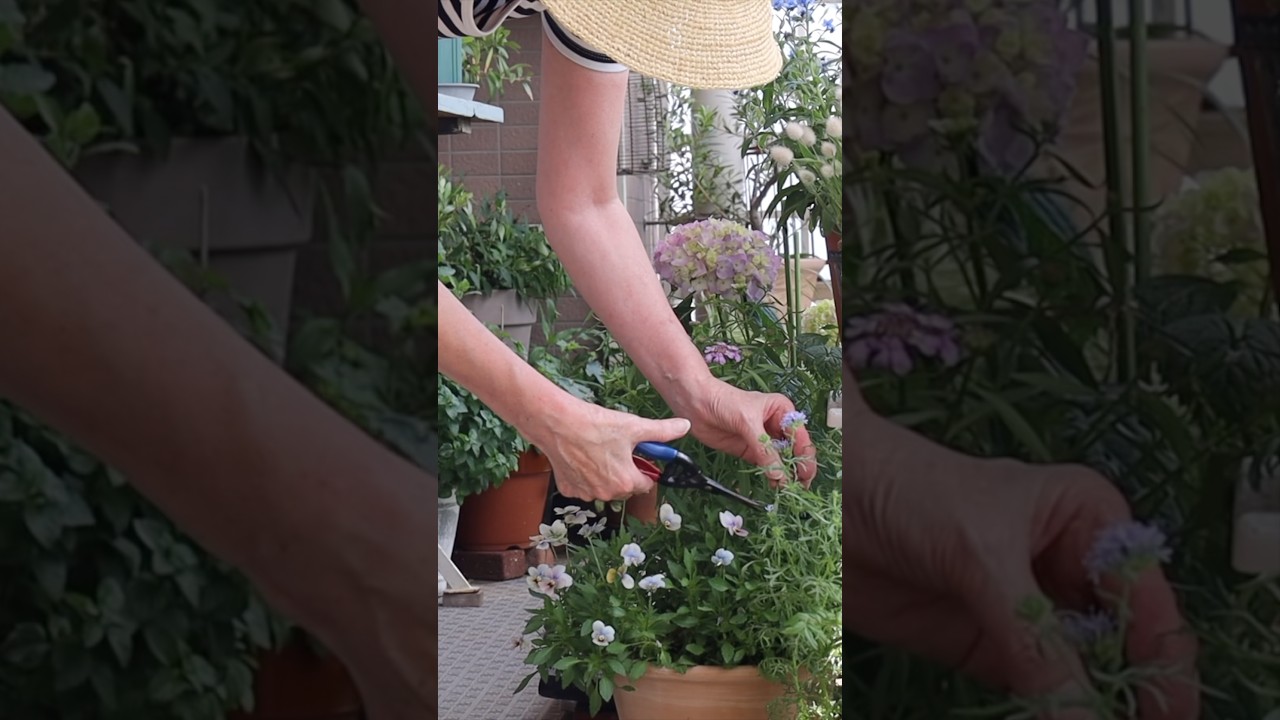 シニア #60代 #暮らし