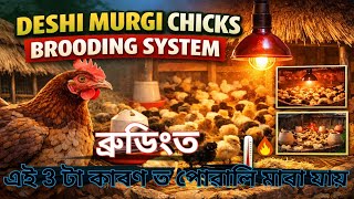 Deshi murgi powali brooding system 1-30 din, How to brooding chicks, Brooding management system 