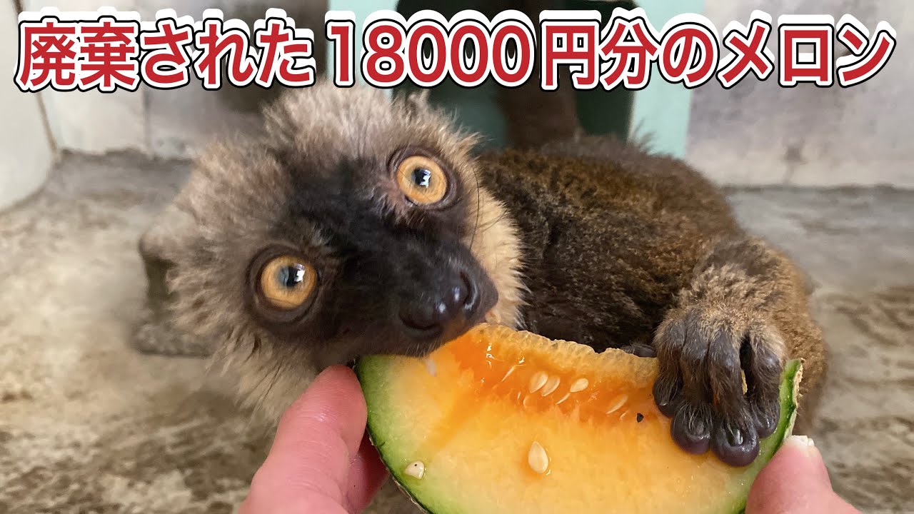 商品にならないメロンが大量に廃棄！？動物園の動物達は嬉しそうに頬張りました♪