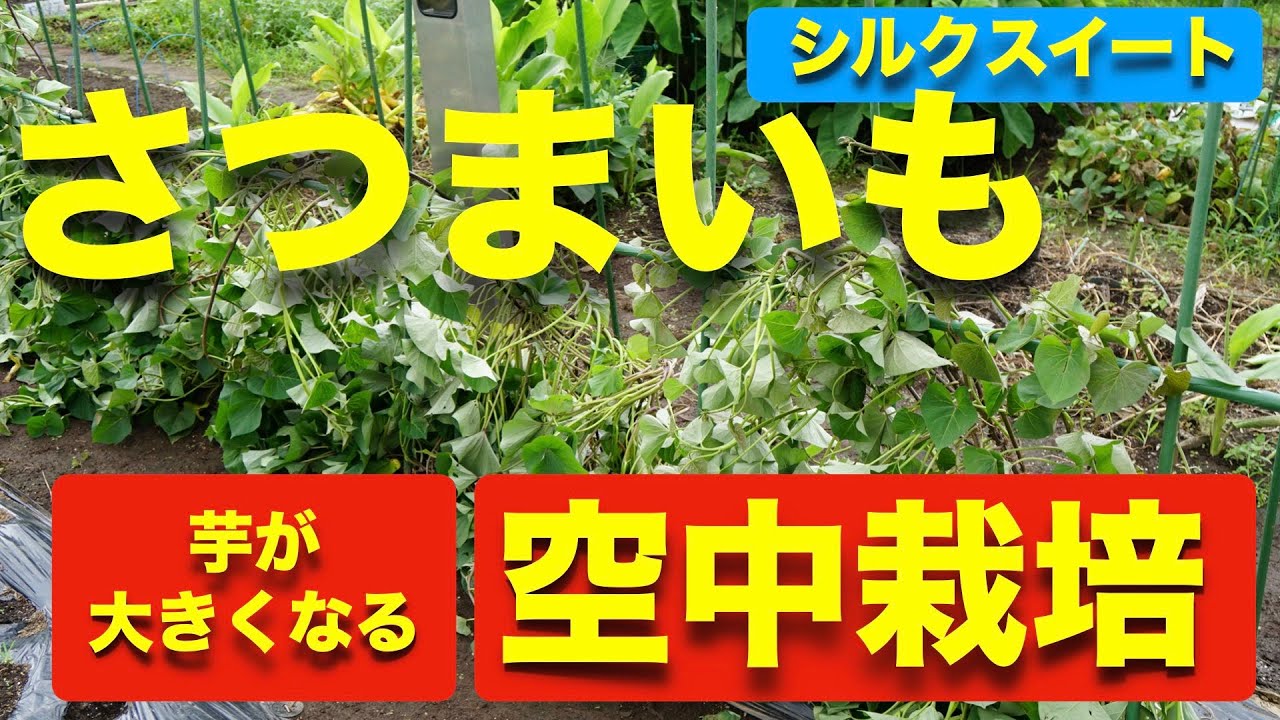 7月30日 さつまいもの育て方 日々のお手入れ編 支柱を立てて誘引 空中栽培 Youtube