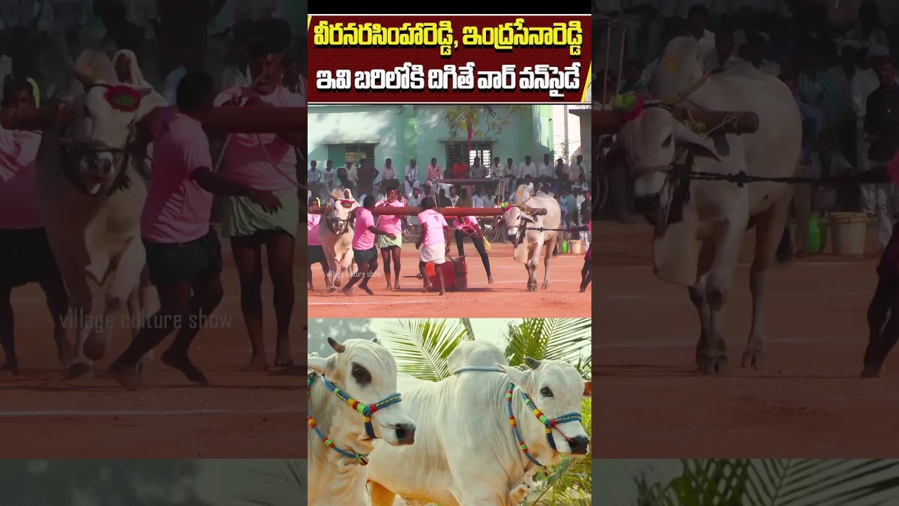 Running Ongole Ox Bulls Videos 