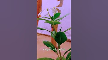 #رب المشرقين ورب المغربين#  سورة الرحمن #