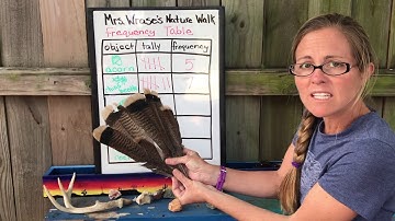 Frequency Tables 4th Grade