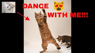 Funny dancing Cats 2020 by FUNNY CAT SWEET 41 views 3 years ago 4 minutes, 34 seconds