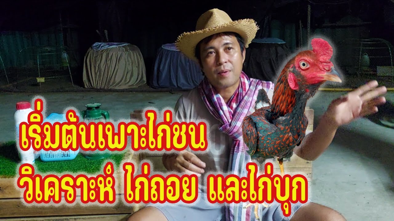 วิเคราะห์ ไก่ถอย และไก่บุก  เริ่มต้นเพาะไก่ชนยังไง