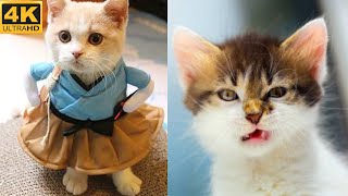 😂 Cute and funny kitten videos 😼 Funny kittens compilation