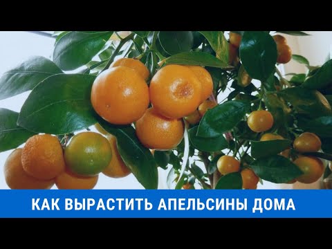 Как вырастить апельсины дома на подоконнике