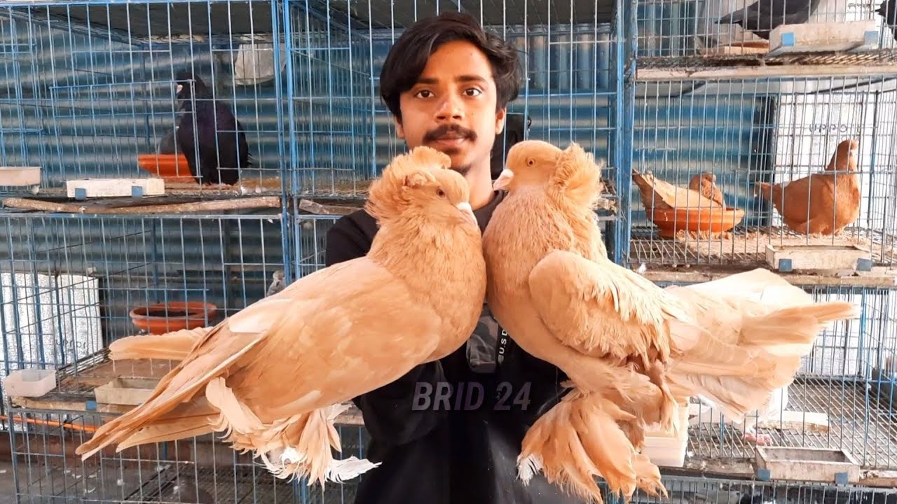 Largest Giant Hungarian House Pigeon Loft | Imported House Pigeon Collection | Fancy Pigeon Breeds