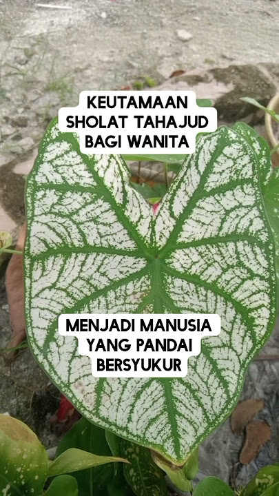 kautamaan sholat tahjud bagi wanita #short #religi