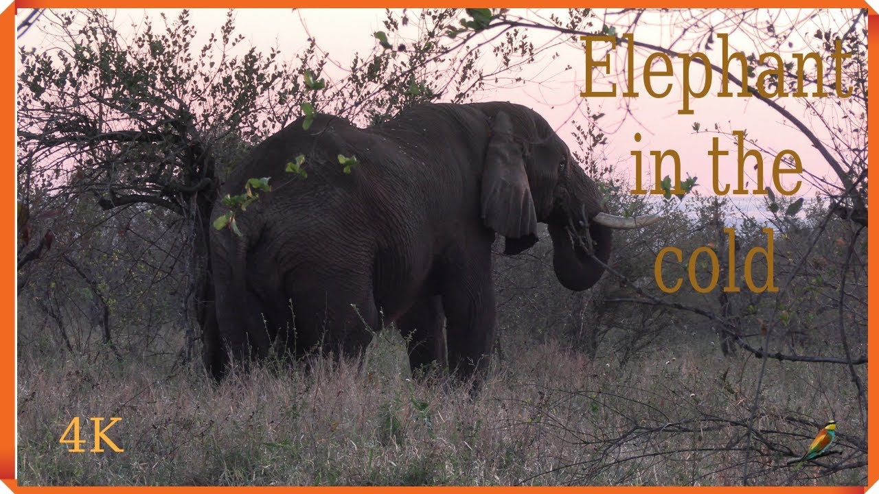 Cold elephant - YouTube