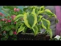 Growing and caring for hosta plants