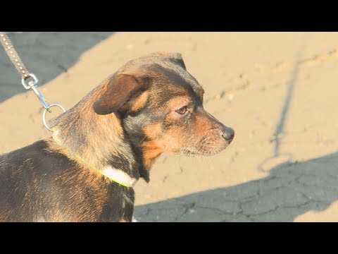 Videó: Mérgezés Kutyáknál