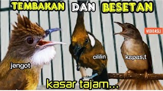 TEMBAKAN DAN BESETAN KASAR TAJAM || jenggot vs cililin vs kapas tembak