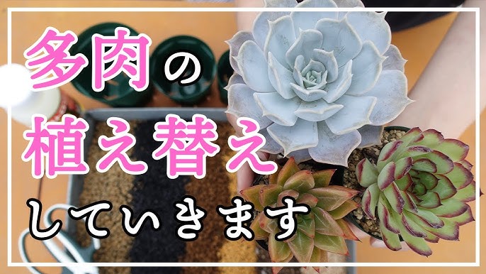 多肉植物 おすすめのエケベリアをご紹介します 今回は透明感の素敵なエケベリアです Youtube 多肉植物 おすすめのエケベリアをご紹介します 今回は透明感の素敵なエケベリアです Youtube