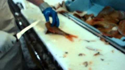 How To Fillet Orange Roughy H & G - by Dean Grooby Knifetechnz Ltd