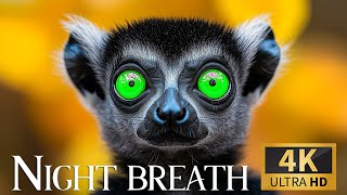 Night Breath 4K 🌌 Explore Wildlife Wonders with Soothing Piano Melodies 🎹
