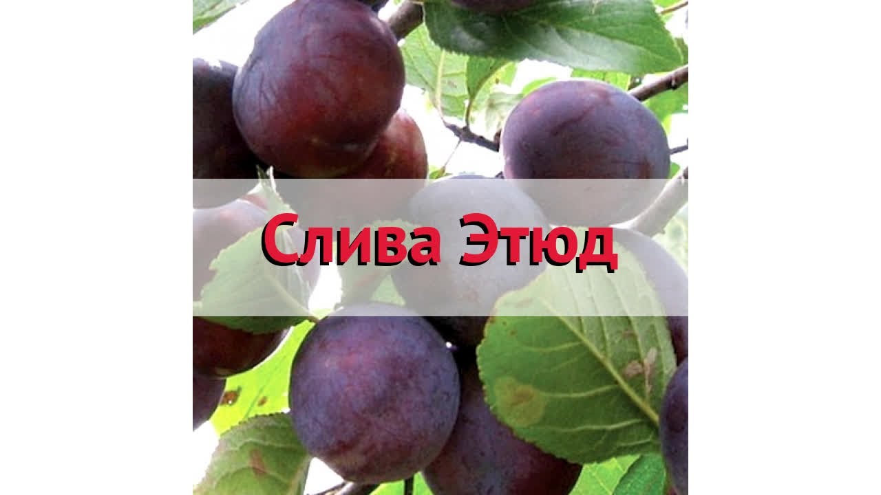 Слива этюд описание сорта