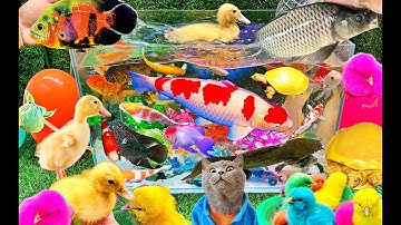 Bắt Các Con Vật Dể Thương, Cua rùa, Cá Trê, Gà, Vịt Dể Thương, Thỏ Cá Vàng, Cá Sấu, Vịt Con