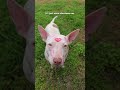 Scared Pittie Learns She’s Safe — And Can’t Stop Happy Wiggling | The Dodo