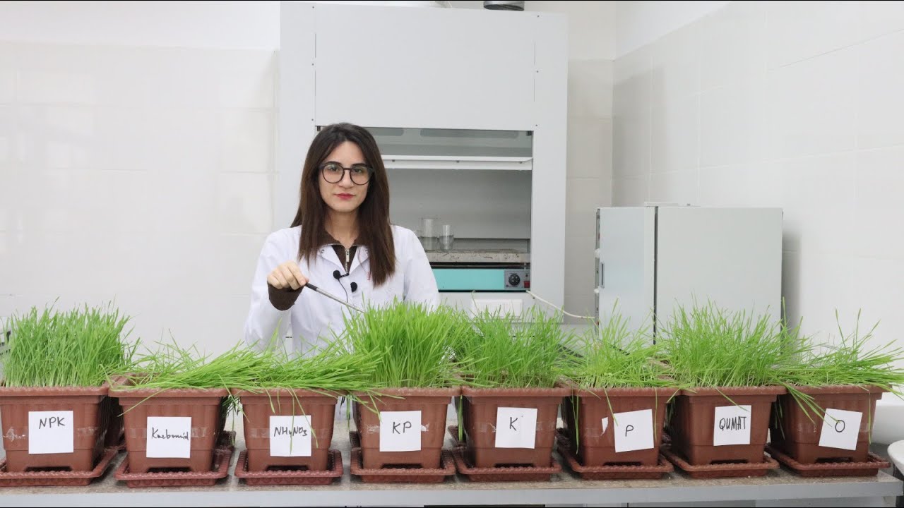 Hansı gübrələr  taxılların daha sürətli inkişafına  və bol məhsuldarlığına səbəb olur?