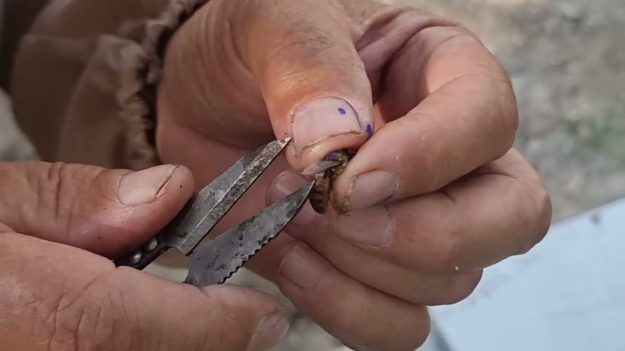 Болаари оилаларини текшириш ва ёш она ариларга тамга куйиш