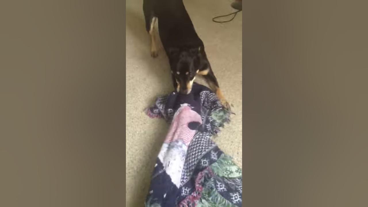 When dogs eat blankets YouTube