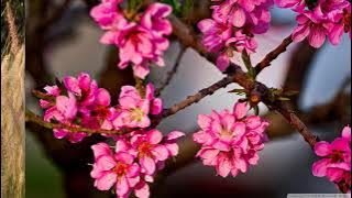 Dear Mom   -  Vino Ramaldo   -   No Cpyright Music