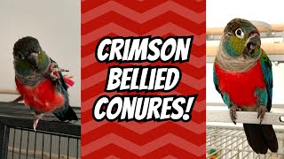 What Crimson Bellied Conures Are REALLY Like! | TheParrotTeacher