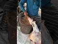 Cow's leg cutting skills