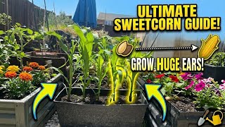 Stop Planting Sweetcorn in Rows! Do This Instead 