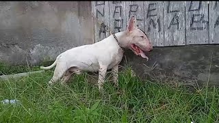 Ajak Jalan Jalan Bullterill Ini Mantap Jiwa