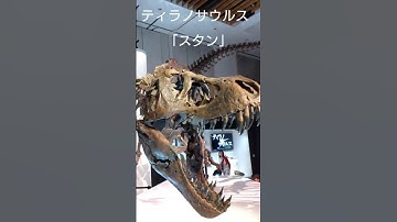 #恐竜科学博　#ティラノサウルス・スタン