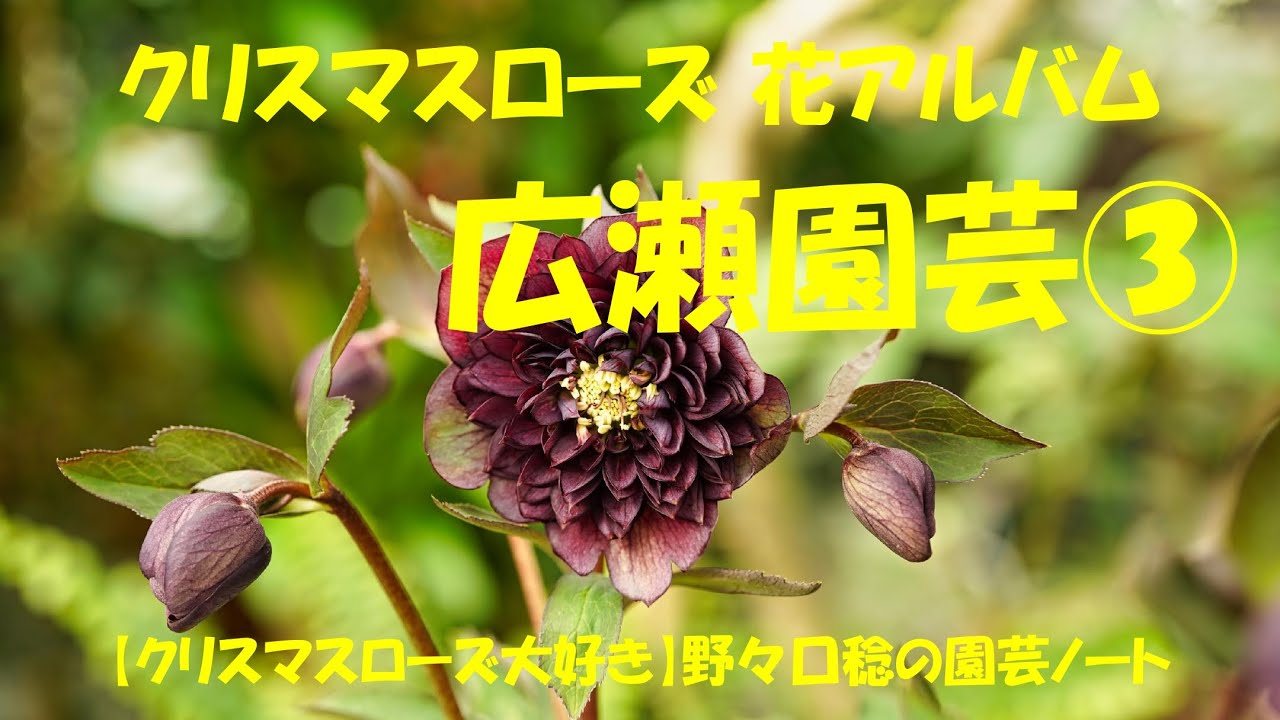 花アルバム 広瀬園芸③