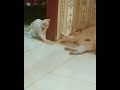 Pingki ku usia 4 bulan(15)