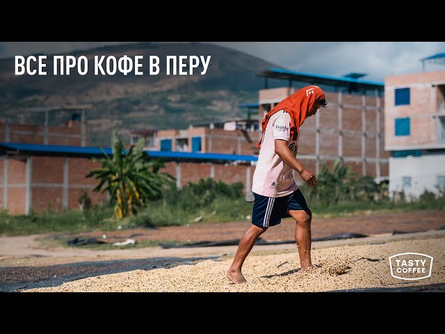 Как мы выбираем кофе свежего урожая в Перу.