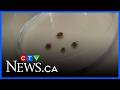 Sask. warns of tick season risks ahead of May long weekend