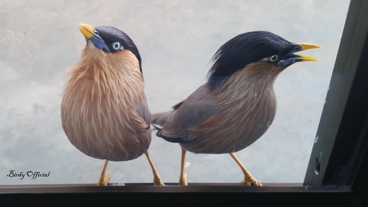 Bird Sounds/Calls - Myna/Starling Bird Sounds - Noises