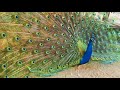 孔雀が羽を広げる瞬間 Peacock Opening  Feathers